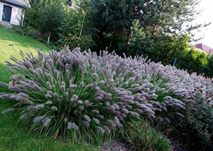 Pennisetum 'Black beauty', Tuin en Terras, Planten | Tuinplanten, Vaste plant, Siergrassen, Ophalen