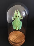 Véritable Phasme Feuille Géant de Java- Phyllium Bioculatum-, Collections, Collections Animaux, Insecte, Animal empaillé, Enlèvement ou Envoi