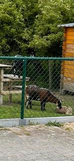 2 geiten, Dieren en Toebehoren, Schapen, Geiten en Varkens, Geit