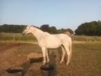 Brave kweekmerrie/wandelpaard, Dieren en Toebehoren, Paarden, Merrie, Niet van toepassing, 170 tot 175 cm, 11 jaar of ouder
