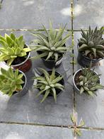 Verzameling 6-tal jonge vetplantjes (1), Vaste plant, Halfschaduw, Zomer, Ophalen