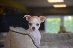 Chihuahua pups  🌸🐾💝, CDV (hondenziekte), Meerdere, 8 tot 15 weken, Meerdere dieren