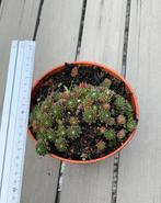 Sempervivum, vetplantje 15 cm diameter, Ophalen