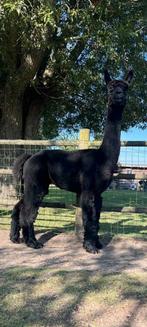 Alpaca hengst, Dieren en Toebehoren, Overige Dieren, Juni, Mannelijk