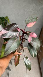 Philodendron pink princess en lechuza pon., Huis en Inrichting, Kamerplanten, Ophalen, Minder dan 100 cm