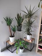 2 grote planten. Yucca en dracaena 1m / 1m30, Ophalen, Yucca