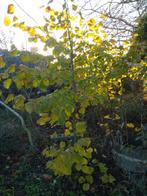 Lindebomen, Ophalen, Overige soorten, 100 tot 250 cm