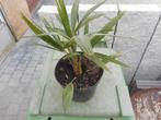 plantes, Jardin & Terrasse, Printemps, Plein soleil, Plante fixe, Enlèvement ou Envoi