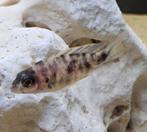Aulonocara red Blotched malawi cichliden, Dieren en Toebehoren, Vis, Zoetwatervis