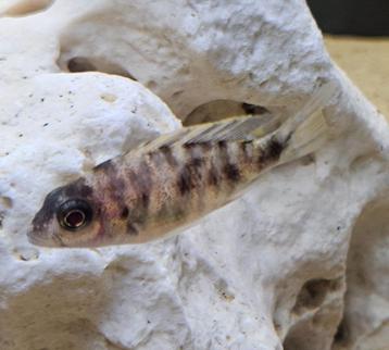 Aulonocara red Blotched malawi cichliden  beschikbaar voor biedingen