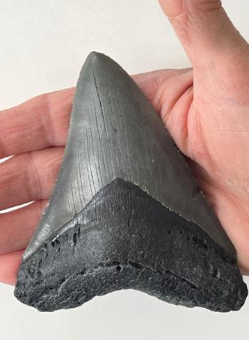 Megalodon tand 11,8 cm - Museum waardig prachtig exemplaar beschikbaar voor biedingen