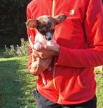 Chihuahua pups, Dieren en Toebehoren, Honden | Chihuahua's en Gezelschapshonden, België, CDV (hondenziekte), 8 tot 15 weken, Meerdere