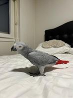 (NL) Super tamme Congo Grijze Roodstaart papegaai, Dieren en Toebehoren, Mannelijk, Papegaai, Pratend