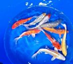 Vissen te koop, Carpe ou Koï