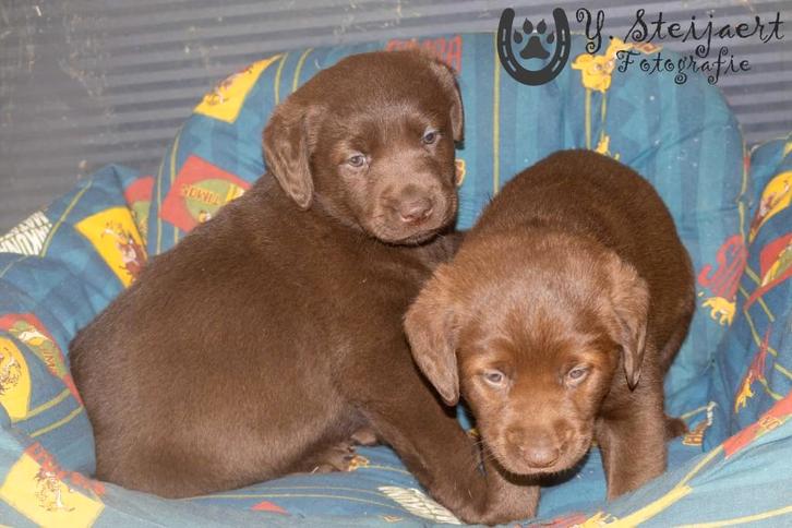 Toller x Labrador Mix, les deux parents sont là, Animaux & Accessoires, Chiens | Retrievers, Épagneuls & Chiens d'eau, Plusieurs animaux