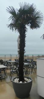 Palmboom winterhard, Tuin en Terras, Ophalen, Zomer, Palmboom