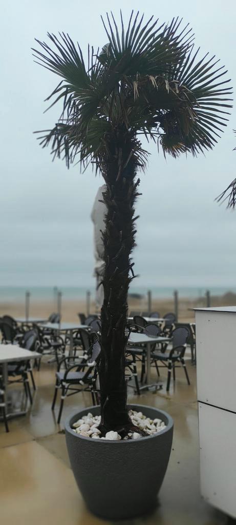 Palmboom winterhard, Tuin en Terras, Planten | Bomen, Palmboom, Zomer, Ophalen