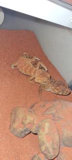 Nephrurus amyae, Animaux & Accessoires, Lézard, 3 à 6 ans