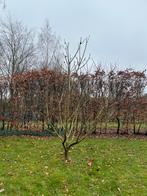 Vijgenboom, Tuin en Terras, Ophalen, Overige soorten, 100 tot 250 cm