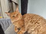 Chat maine coon, Animaux & Accessoires, Chat, Vermifugé, 3 à 5 ans