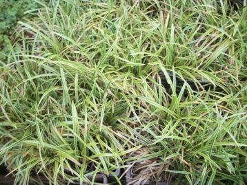 Carex morowii 'Ice Dance' en andere siergrassen beschikbaar voor biedingen