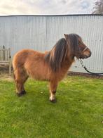 3 jarige hengst te koop, Dieren en Toebehoren, Met stamboom, Niet van toepassing, Hengst, A pony (tot 1.17m)