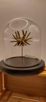 Sputnik-egelkabinet van curiosa, Ophalen of Verzenden, Nieuw