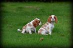 pups Cavalier King Charles Spaniel, Dieren en Toebehoren, België, CDV (hondenziekte), 8 tot 15 weken, Meerdere
