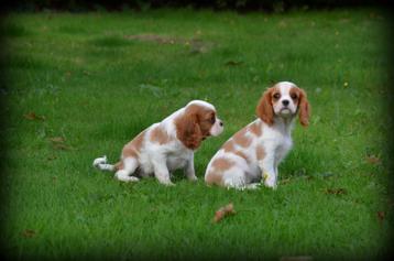 pups Cavalier King Charles Spaniel beschikbaar voor biedingen