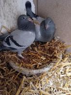 Koppel jonge duiven 2025  !!!!, Dieren en Toebehoren, Postduif