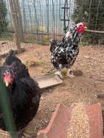 Brahma broedeieren, Meerdere dieren, Kip