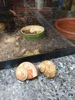 2 Bernard l'hermite + sable et sel, Dieren en Toebehoren, Reptielen en Amfibieën