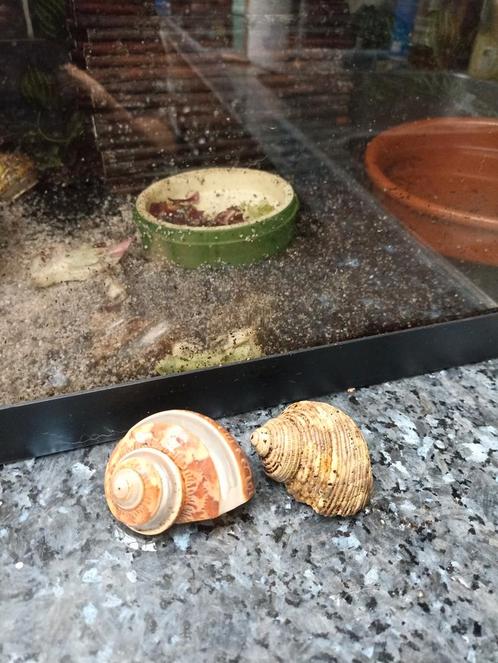 2 Bernard l'hermite + sable et sel, Dieren en Toebehoren, Reptielen en Amfibieën