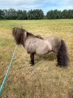 Grullo shetlander, Gechipt, Hengst, A pony (tot 1.17m), 7 tot 10 jaar