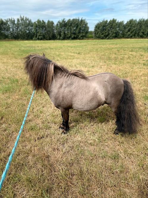 Grullo shetlander, Dieren en Toebehoren, Pony's, Hengst, Onbeleerd, A pony (tot 1.17m), Recreatiepony, 7 tot 10 jaar, Gechipt