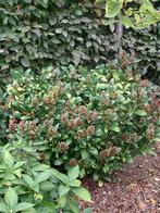 Skimmia japonica, Ophalen, Struik, Minder dan 100 cm