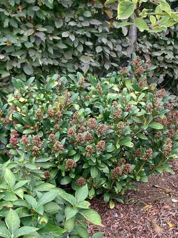 Skimmia japonica beschikbaar voor biedingen