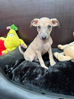 Italiaanse windhond puppy reutje 8 weken oud, Dieren en Toebehoren, Honden | Windhonden, België, CDV (hondenziekte), 8 tot 15 weken
