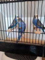 Kleurgrasparkiet violet en blauw (2 man en1 pop), Dieren en Toebehoren, Vogels | Parkieten en Papegaaien