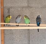 Grasparkieten, Dieren en Toebehoren, Vogels | Parkieten en Papegaaien, Meerdere dieren, Parkiet, Geringd