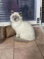 Britse korthaar kitten, Dieren en Toebehoren, Meerdere dieren, Gechipt, 0 tot 2 jaar