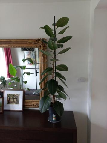 Trotse Ficus elastica 'Robusta' echte plant 103cm beschikbaar voor biedingen