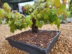 esdoorn bonsai, Tuin en Terras, Ophalen