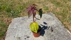 wonderboom, rode bladeren, Tuin en Terras, Planten | Tuinplanten, Ophalen