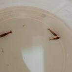 crevettes d aquarium rouge, Animaux & Accessoires, Poissons | Aquariums & Accessoires, Enlèvement, Neuf, Autres types