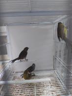 Kanaries, Dieren en Toebehoren, Vogels | Kanaries, Meerdere dieren, Kleurkanarie