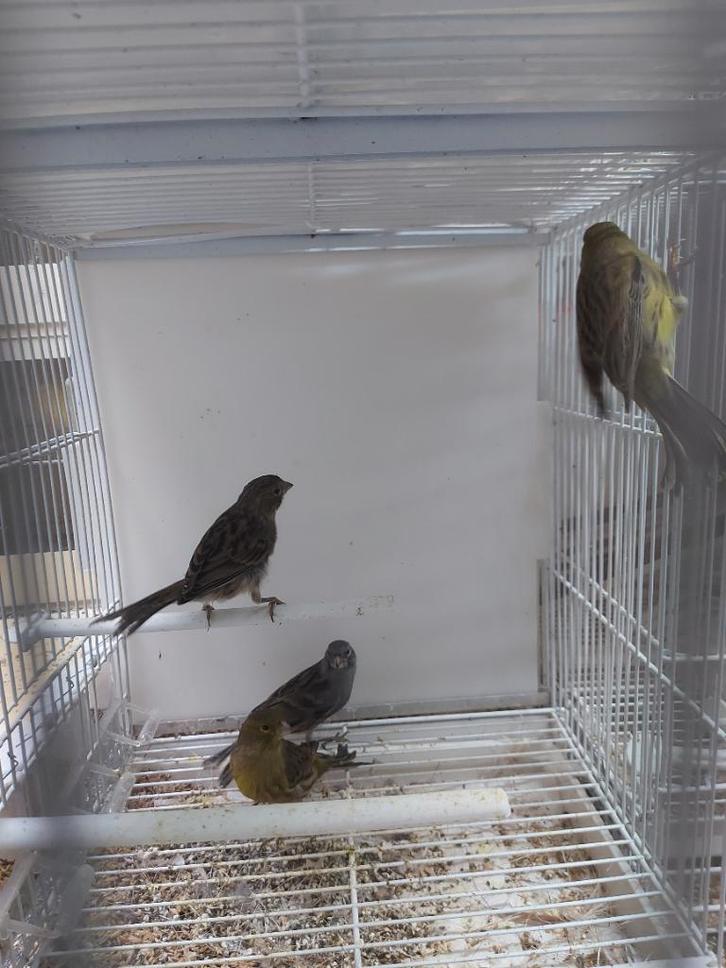 Kanaries, Dieren en Toebehoren, Vogels | Kanaries, Kleurkanarie, Meerdere dieren