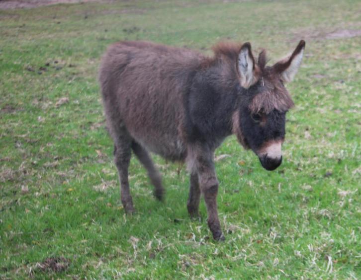 Mini-ezel merrie veulen, Dieren en Toebehoren, Overige Dieren, Vrouwelijk, Juni