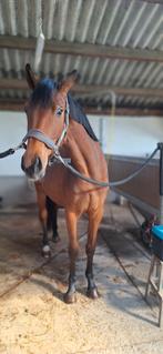 2 jaarse dressuur merrie