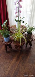 4 très anciennes tables à plantes solides ou tables d'appoin, Moins de 45 cm, Rond, Bois, Utilisé